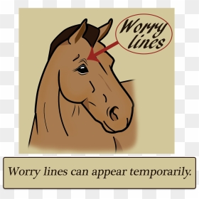 Sorrel, HD Png Download - horse face png