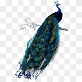 Peacock Vintage Illustration, HD Png Download - peacock tail png