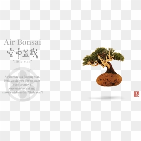 Bonsai, HD Png Download - aerial tree png