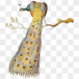 Birds And Monkeys On The Tree, HD Png Download - peacock tail png