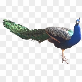 Male Peacock - Peafowl, HD Png Download - peacock tail png