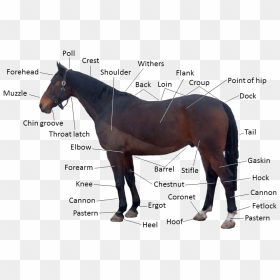 Poll Evil In Horse, HD Png Download - horse face png