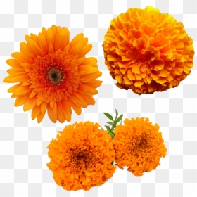 Merigold Flower, Transparent Merigold Flower, Yellow - Transparent Marigold Flower Png, Png Download - zendu flower png