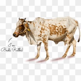 Working Animal, HD Png Download - indian cow images png