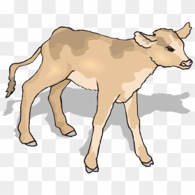 Meaning Of Calf, HD Png Download - indian cow images png