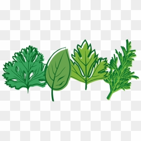 Herbs Picture - Herb Clipart Png, Transparent Png - spices clipart png