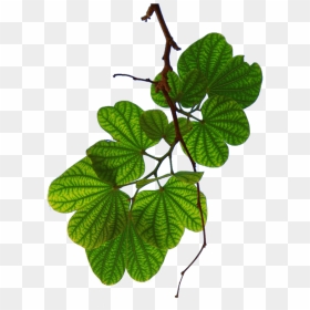 Leaves - เม ย์ ลี่ ตรา ไฮ บี อิ้ ง, HD Png Download - save earth png