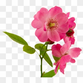 Pink Flowers Beautiful Png Hd Powerpoint Download Png - Rosa Canina Png, Transparent Png - beautiful png images