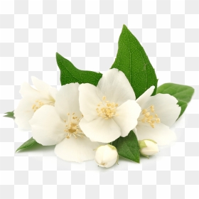 Jasmine Flower - Jasmine, HD Png Download - jasmine flower images png