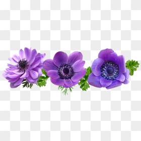 Windflower, HD Png Download - flower leaf png
