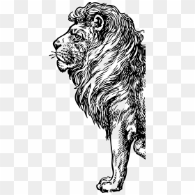 Transparent White Lion Png - Full Body Lion Drawing, Png Download - lion in png