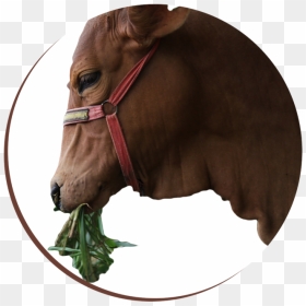 Sorrel, HD Png Download - indian cow images png