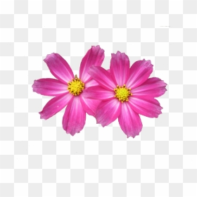 Grass With Pink Flowers Png, Transparent Png - zendu flower png