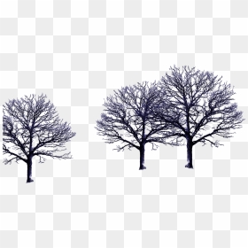 Tree With No Leaves, HD Png Download - christmas tree snow png