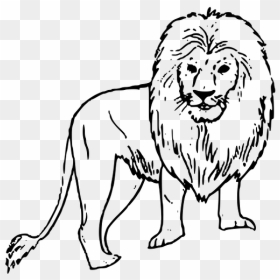 African-lion - Wild Animals Drawing Easy, HD Png Download - lion in png
