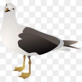 Download Gull Bird Png Transparent Images Transparent - Seagull Clip Art, Png Download - victor png