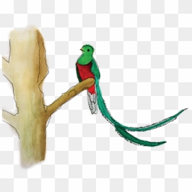 Resplendent Quetzal Transparent, HD Png Download - quetzalcoatl png