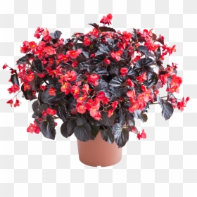 Begonia Viking, HD Png Download - red flower crown png