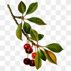 Prunus Cerasus, HD Png Download - cherry blossom vector png