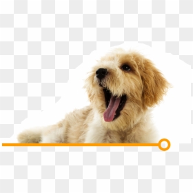 Campanha De Vacinação Antirrabica, HD Png Download - krusty krab png