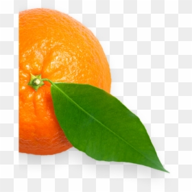 Bitter Orange, HD Png Download - tangerine png