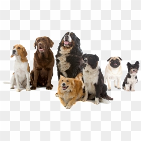 Thumb Image - Dogs Photo Stock, HD Png Download - dogs png images