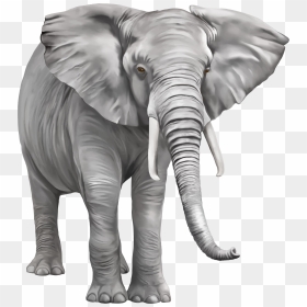 Elephant Png Free Download - Png Transparent Background Elephant Png, Png Download - elephant png image