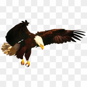News Eagle & New Merchandise Coming Soon Eagle , Png - New Png Eagle, Transparent Png - egal png
