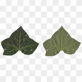 Nature Leaves - Maple Leaf, HD Png Download - leaf .png