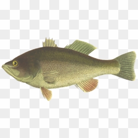 Perch,tilapia,bony Fish - Png Bass Fish, Transparent Png - sea fish png