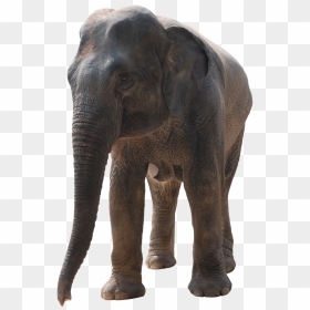 Photoshop Elephant Png , Png Download - Elephant, Transparent Png - elephant png image
