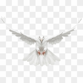 White Dove Fly Front Png Download - Dove With Open Wings, Transparent Png - pavuram png