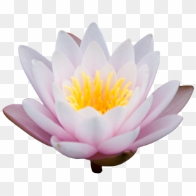 Png Lotus Image - Portable Network Graphics, Transparent Png - lotus clipart png