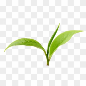 Green Tea Leaf - Real Leaf Tea Png, Transparent Png - leaf .png