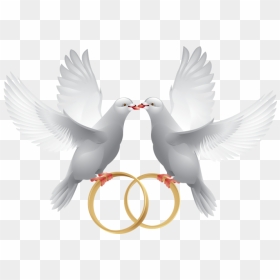 Wedding Dove With Ring, HD Png Download - peace pigeon png