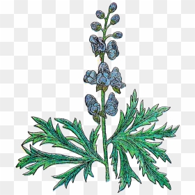 Herb 20clipart - Botanical Wolfs Bane, HD Png Download - spices clipart png