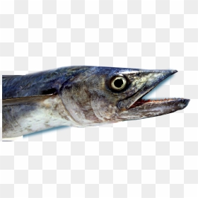 Deep Sea Mackerel Fishing - Pacific Saury, HD Png Download - sea fish png