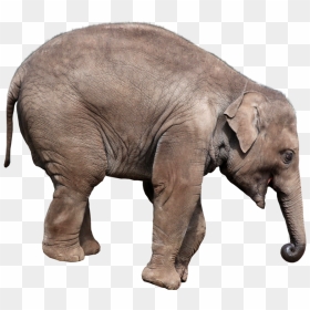 Now You Can Download Elephants Png Clipart - Elephants Transparent Background, Png Download - elephant png image