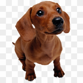 Background Dogs Dog Transparent - Dachshund Dog Png, Png Download - dogs png images