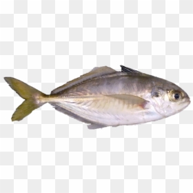 Cold Store Fishes Png, Transparent Png - sea fish png