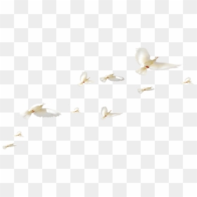 Rock Dove Columbidae Bird Colombe - Shorebird, HD Png Download - pavuram png