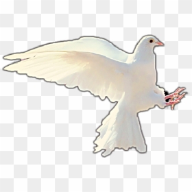 #dove #doveofpeace #peace #worldpeace #love #yass - L Esprit Saint, HD Png Download - peace pigeon png