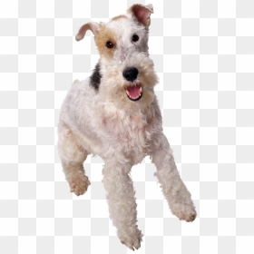 Dog Png - Fox Terrier Png, Transparent Png - dogs png images