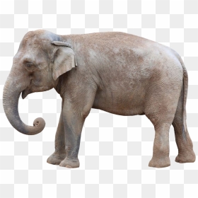 Asian Elephant Transparent, HD Png Download - elephant png image