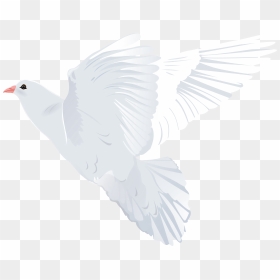 Dove Png Clipart White, Transparent Png - peace pigeon png