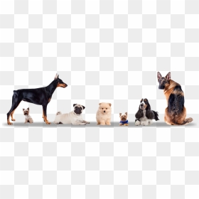 New Dog In India, HD Png Download - dogs png images
