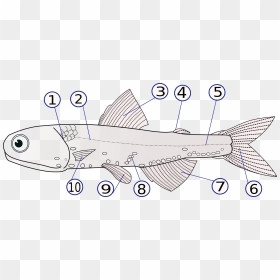 Flippers Fish, HD Png Download - karumbu png