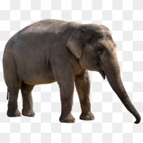 Elephant Hd Png, Transparent Png - elephant png image