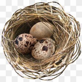 Nest Png - Easter Eggs In Nest, Transparent Png - nest clipart png