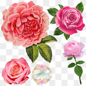 Pink Roses- - Pink Rose Transparent, HD Png Download - roses png tumblr